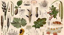 Timeline: historia de la Fitopatología