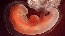 Timeline: PERIODO EMBRIONARIO