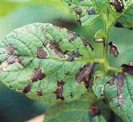 El Tizon Tardio en el cultivo de papa