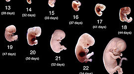Timeline: 1° y 2° semanas de gestación.