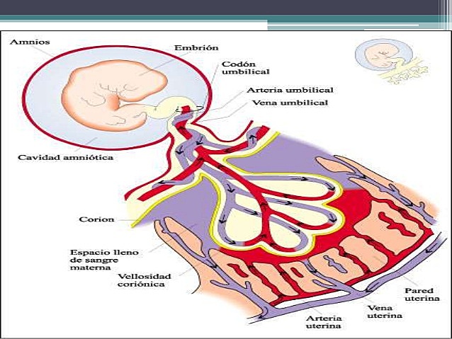 Formación del corión
