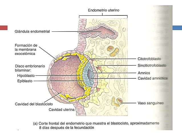 Día 9: Blastocito introducido más profundamente en el endometrio