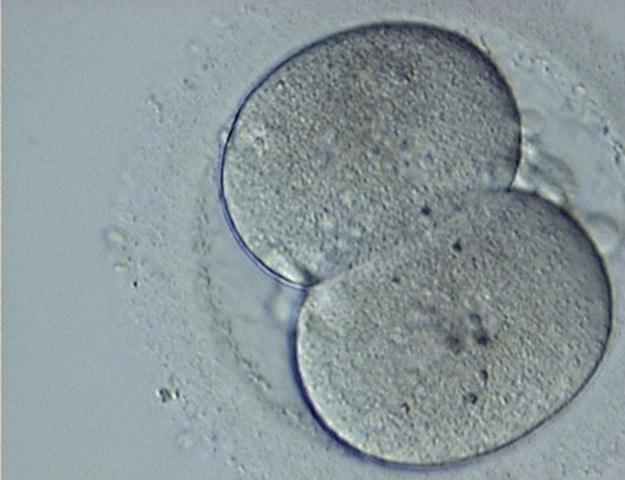 Día 2: Estado bicelular