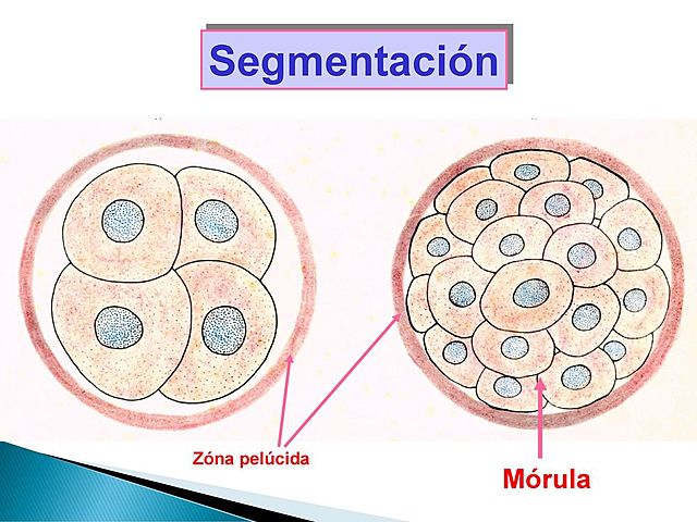 SEGMENTACIÓN DEL CIGOTO