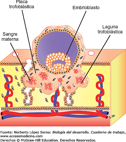 FORMACIÓN DEL EPITELIO ENDOMETRIAL