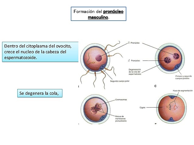 Formación del cigoto