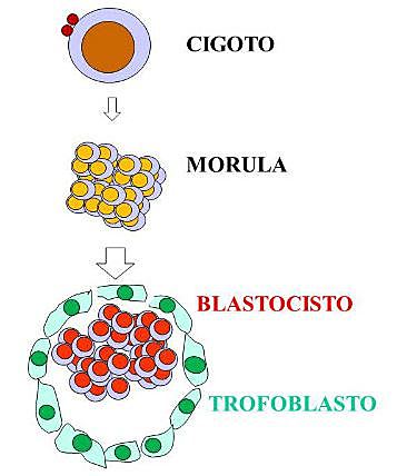 Formación del Trofoblasto