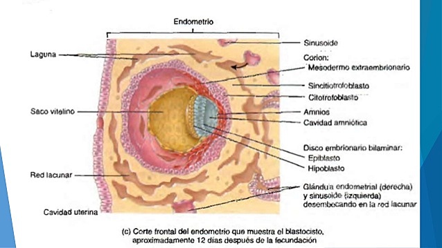 Día 12: Desarrollo de los sinusoides