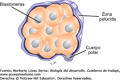 Día 3: Blastómeras