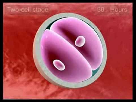 Etapa 1 (Día 1 a 2)