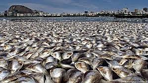 Fin de los animales?