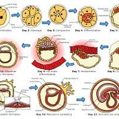Timeline: Periodo embrionario