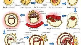 Timeline: Periodo embrionario