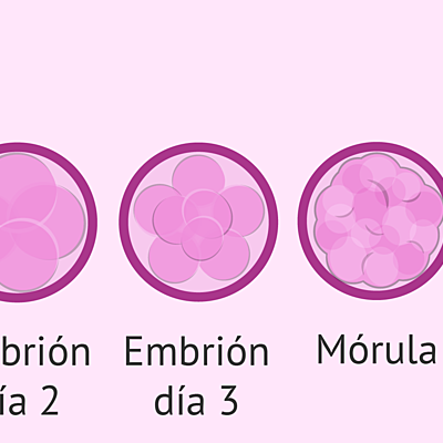 Timeline: Desarrollo embrionario 1° y 2° semana