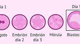 Timeline: Desarrollo embrionario 1° y 2° semana