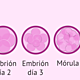 Cultivo largo blastocisto