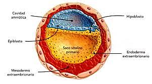 Formación de saco vitelineo primitivo