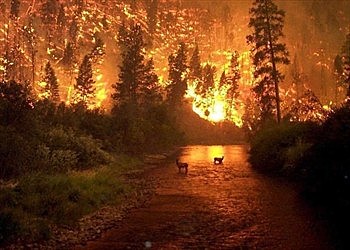 El amazonas se quema