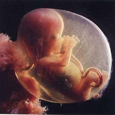 Timeline: Desarrollo embrionario: Primera y segunda semana