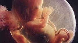 Timeline: Desarrollo embrionario: Primera y segunda semana