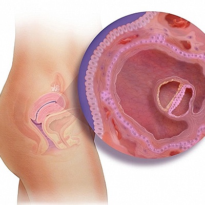 Timeline: Desarrollo embrionario-primeras 8 semanas