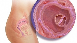Timeline: Desarrollo embrionario-primeras 8 semanas