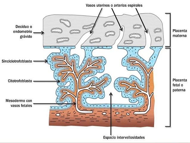 8 DÍAS- SEGUNDA SEMANA