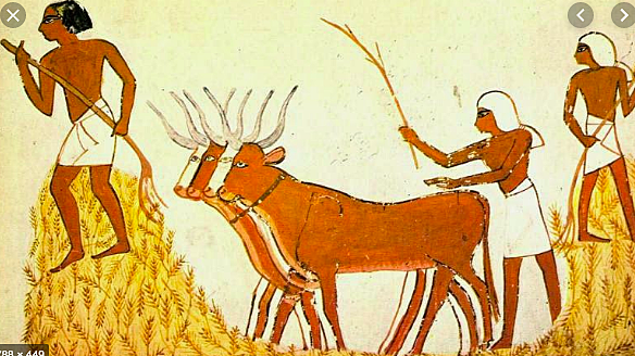 Comienzo de la ganaderia