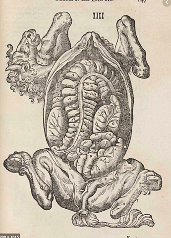 Se publica "Anatomia del Caballo" el primer tratado de anatomia de una especie no humana por Carlo Ruin