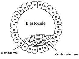 BLASTOCELE