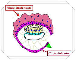 PENETRACIÓN DEL EPITELIO UTERINO