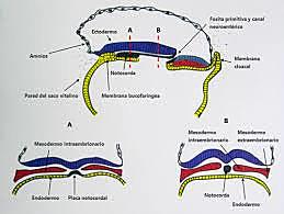 FIN DE LA SEGUNDA SEMANA