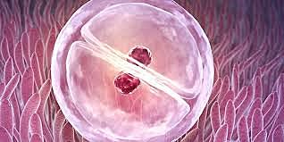 SEGMENTACIÓN DEL CIGOTO