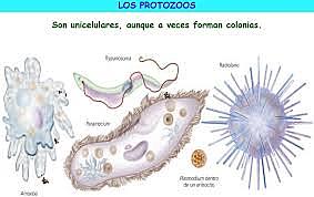 En el siglo XX se descubrieron que los protozoos y los micoplasmas también podían causar enfermedades