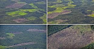 Elevada deforestación