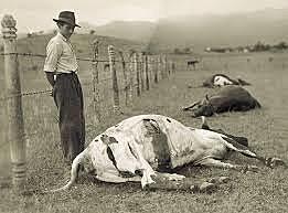 Brote de fiebre aftosa en México