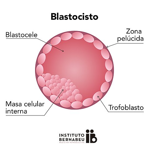 3.- Día 5 maduración del blastocisto.