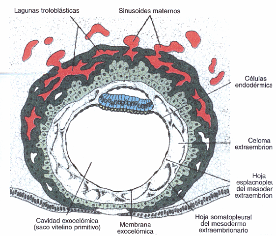 5.-Día 9-10: Formación de lagunas a la vez que se erosionan las arterias espirales del endometrio.