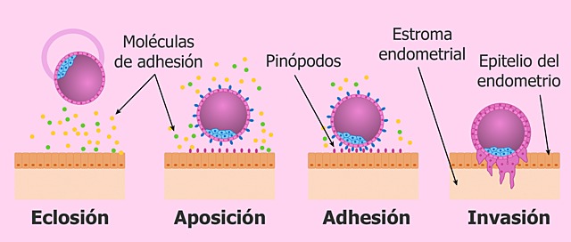 6.- Días 11-12: anidación