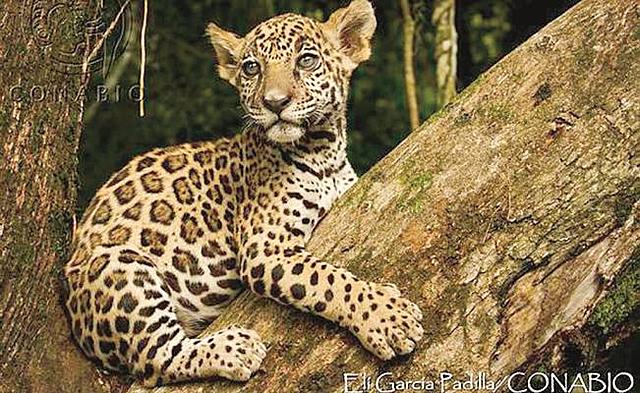 Unidades de Manejo para la Conservación de Vida Silvestre