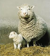 Clonación de la oveja Dolly