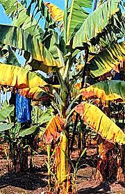Enfermedad de panamá en banano
