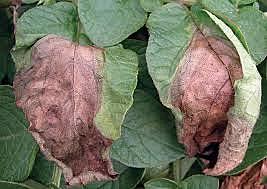 Phytophthora infestans