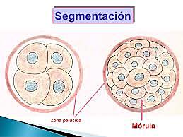 Clivaje o segmentación