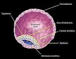 Embrioblasto