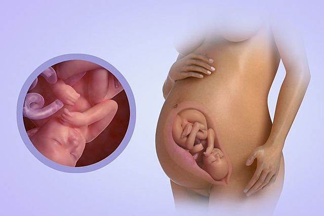 NOVENO MES PRENATAL