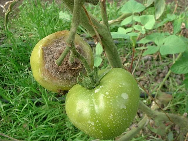 Estudios sobre la genética de los hongos fitopatógenos