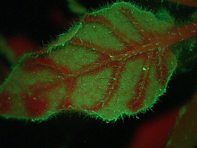 Interacción patógeno/ planta.