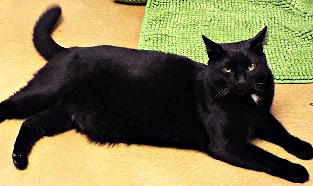 I had to give my cat to my grandma.