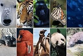 Extinción de especies - CITES